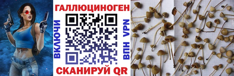 где можно купить наркотик  Шумерля  Псилоцибиновые грибы Psilocybine cubensis 